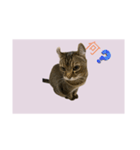 サバトラ猫スタンプ（個別スタンプ：1）