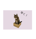 サバトラ猫スタンプ（個別スタンプ：2）