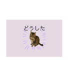 サバトラ猫スタンプ（個別スタンプ：3）