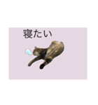 サバトラ猫スタンプ（個別スタンプ：6）