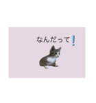 サバトラ猫スタンプ（個別スタンプ：7）