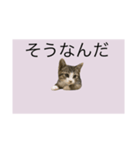 サバトラ猫スタンプ（個別スタンプ：8）