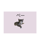 サバトラ猫スタンプ（個別スタンプ：9）