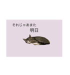 サバトラ猫スタンプ（個別スタンプ：10）