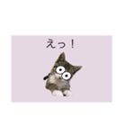 サバトラ猫スタンプ（個別スタンプ：11）