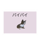 サバトラ猫スタンプ（個別スタンプ：12）