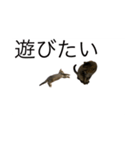 サバトラ猫スタンプ（個別スタンプ：13）