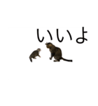 サバトラ猫スタンプ（個別スタンプ：14）