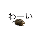 サバトラ猫スタンプ（個別スタンプ：15）
