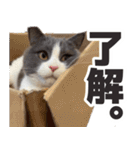 毎日使える☆もふもふ猫スタンプ（個別スタンプ：2）