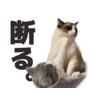 毎日使える☆もふもふ猫スタンプ（個別スタンプ：3）