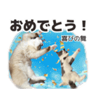 毎日使える☆もふもふ猫スタンプ（個別スタンプ：4）