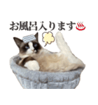 毎日使える☆もふもふ猫スタンプ（個別スタンプ：5）