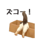 毎日使える☆もふもふ猫スタンプ（個別スタンプ：6）