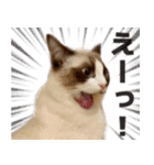 毎日使える☆もふもふ猫スタンプ（個別スタンプ：7）