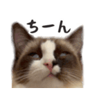 毎日使える☆もふもふ猫スタンプ（個別スタンプ：9）