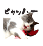 毎日使える☆もふもふ猫スタンプ（個別スタンプ：10）