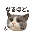 毎日使える☆もふもふ猫スタンプ（個別スタンプ：11）
