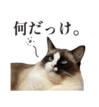 毎日使える☆もふもふ猫スタンプ（個別スタンプ：12）