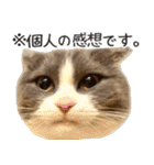 毎日使える☆もふもふ猫スタンプ（個別スタンプ：13）