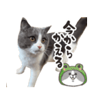 毎日使える☆もふもふ猫スタンプ（個別スタンプ：15）
