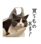 毎日使える☆もふもふ猫スタンプ（個別スタンプ：16）