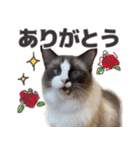毎日使える☆もふもふ猫スタンプ（個別スタンプ：17）