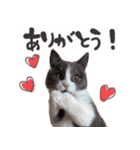 毎日使える☆もふもふ猫スタンプ（個別スタンプ：18）