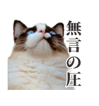 毎日使える☆もふもふ猫スタンプ（個別スタンプ：20）