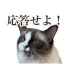 毎日使える☆もふもふ猫スタンプ（個別スタンプ：21）