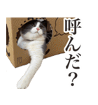 毎日使える☆もふもふ猫スタンプ（個別スタンプ：22）