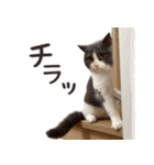 毎日使える☆もふもふ猫スタンプ（個別スタンプ：23）