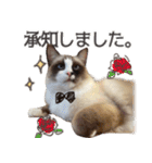 毎日使える☆もふもふ猫スタンプ（個別スタンプ：25）