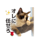 毎日使える☆もふもふ猫スタンプ（個別スタンプ：26）