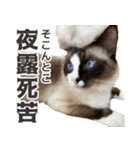 毎日使える☆もふもふ猫スタンプ（個別スタンプ：27）