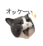 毎日使える☆もふもふ猫スタンプ（個別スタンプ：28）