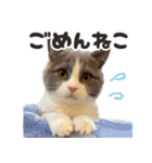 毎日使える☆もふもふ猫スタンプ（個別スタンプ：29）