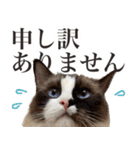 毎日使える☆もふもふ猫スタンプ（個別スタンプ：30）