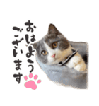毎日使える☆もふもふ猫スタンプ（個別スタンプ：31）
