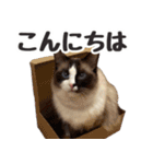 毎日使える☆もふもふ猫スタンプ（個別スタンプ：32）