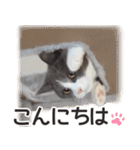 毎日使える☆もふもふ猫スタンプ（個別スタンプ：33）