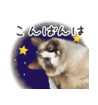 毎日使える☆もふもふ猫スタンプ（個別スタンプ：34）