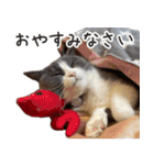 毎日使える☆もふもふ猫スタンプ（個別スタンプ：35）