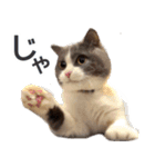 毎日使える☆もふもふ猫スタンプ（個別スタンプ：36）