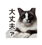 毎日使える☆もふもふ猫スタンプ（個別スタンプ：37）