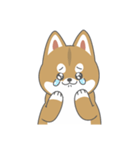 まるっと柴犬 赤（個別スタンプ：8）