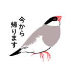 ふみ文鳥（個別スタンプ：3）