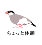 ふみ文鳥（個別スタンプ：7）