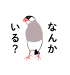 ふみ文鳥（個別スタンプ：16）