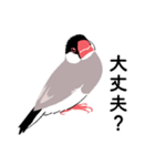 ふみ文鳥（個別スタンプ：18）